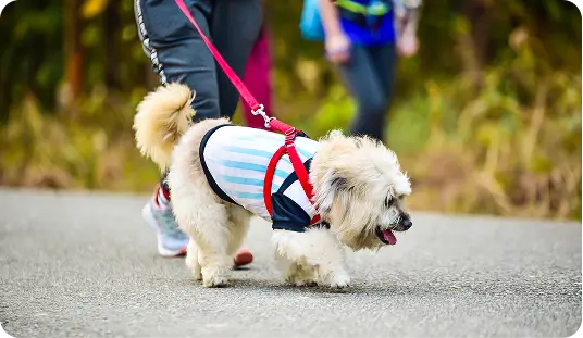 Katy TX dog walking company