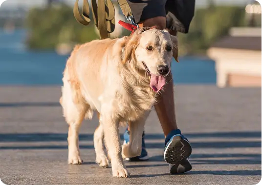 Professional dog walking services Katy