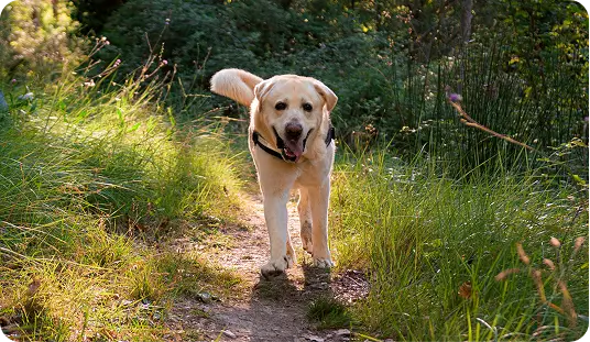 professional dog walker Katy TX